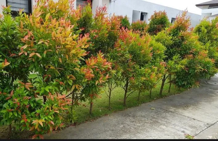 Christina%20plant%20:A%20Refreshing%20Touch%20of%20nature%20for%20you%20living%20space%20-%20Image%204