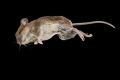 Rat killer - Rat & Mice Killer - Rat Killer Poison - Mouse Killer - Rat And Mouse Killer - Rat Will Die Outside Home - Extreme Effected High Quality Poison - Rat And Mice Killer - Get Rid Of Rat And Mice - Rat Will Die At The Time - Mouse Killer - Rat 
Ra. 