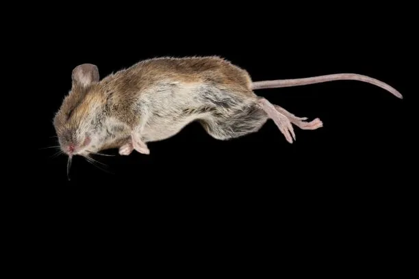Rat%20killer%20-%20Rat%20&%20Mice%20Killer%20-%20Rat%20Killer%20Poison%20-%20Mouse%20Killer%20-%20Rat%20And%20Mouse%20Killer%20-%20Rat%20Will%20Die%20Outside%20Home%20-%20Extreme%20Effected%20High%20Quality%20Poison%20-%20Rat%20And%20Mice%20Killer%20-%20Get%20Rid%20Of%20Rat%20And%20Mice%20-%20Rat%20Will%20Die%20At%20The%20Time%20-%20Mouse%20Killer%20-%20Rat%20%0ARa%20-%20Image%203