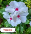 Vicaria Winter Flower seeds pack. 