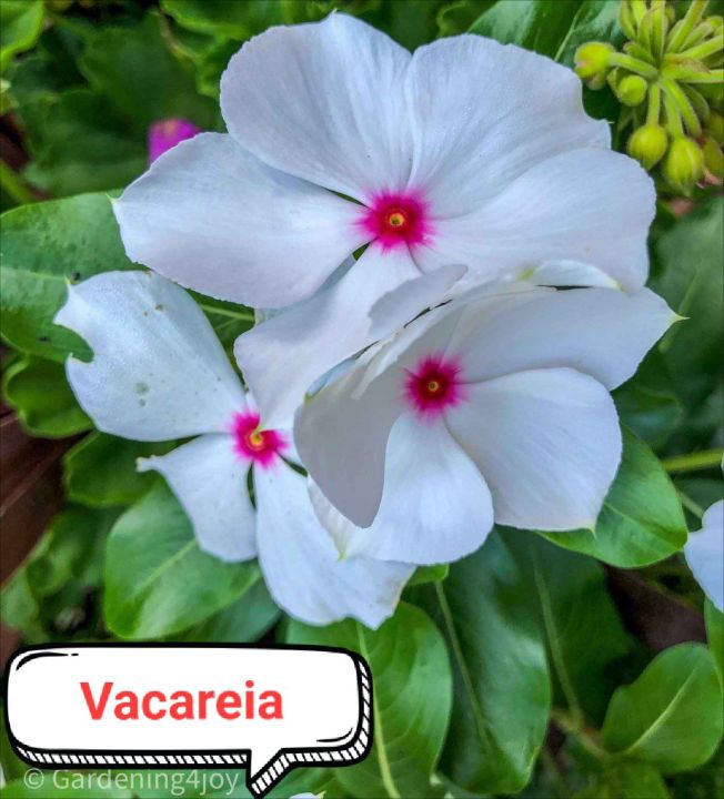 Vicaria Winter Flower seeds pack