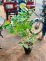 Atro Batro the most Fragrant Plant in World Ever! | Big size Original Atro batro Plant with Pot  | Not seeds | Live Atro batro | Artabotrys hexapetalus plant with pot | Plant Parlour. 