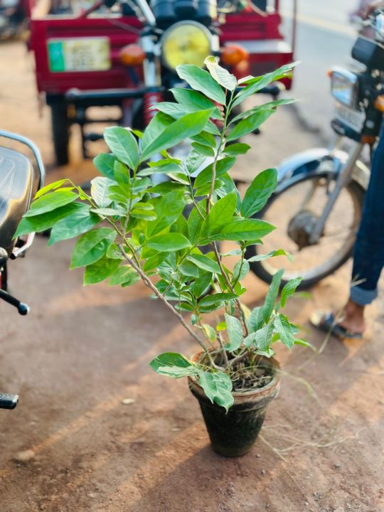 Atro%20Batro%20the%20most%20Fragrant%20Plant%20in%20World%20Ever!%20%7C%20Big%20size%20Original%20Atro%20batro%20Plant%20with%20Pot%20%20%7C%20Not%20seeds%20%7C%20Live%20Atro%20batro%20%7C%20Artabotrys%20hexapetalus%20plant%20with%20pot%20%7C%20Plant%20Parlour%20-%20Image%202