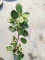 China bot bonsai materials 1 live plant.