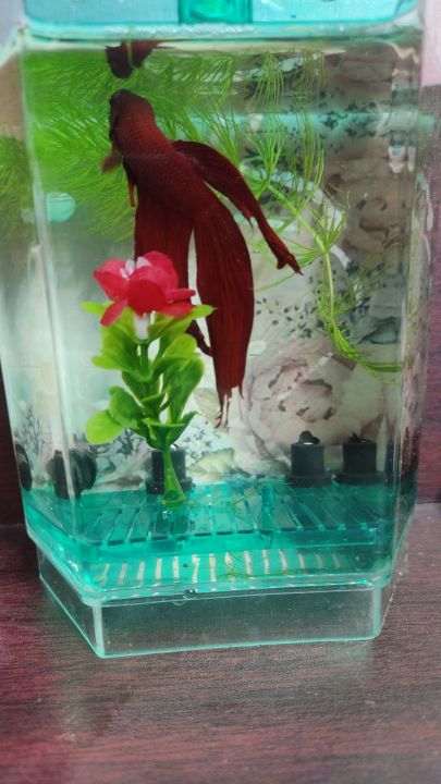 Betta%20House%20(Single%20House%20With%20Light)%20For%20Fish%20-%20Image%204