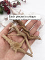 7-26CM 4 Sizes Driftwood Cuckoo Roots Dead-wood Tree Trunk Landscape Creative Reptile Cylinder Fish Tank Ornament Aquarium Decor. 