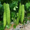 All Season Hybrid Korola (Bitter Gourd) Seeds - 10+ Seeds. 