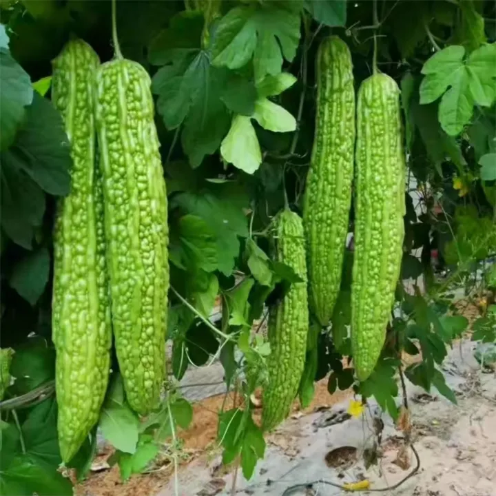 All%20Season%20Hybrid%20Korola%20(Bitter%20Gourd)%20Seeds%20-%2010+%20Seeds%20-%20Image%205