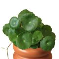 Dollar Plant / Pennywort Live Plant. 