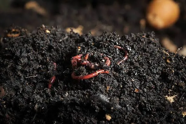 Vermicompost%20Fertilizer%2010%20kg%20-%20Image%202