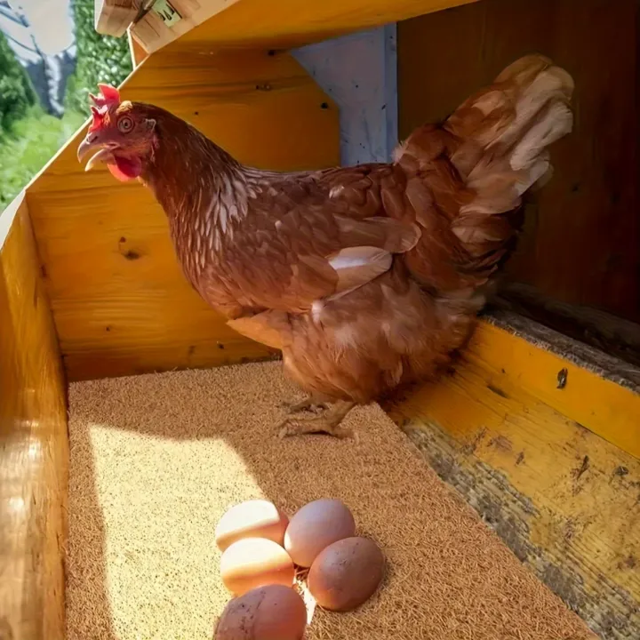 10Pcs/1Pc%20Nesting%20Liner%20Nest%20Box%20Chicken%20Mat,%20Nest%20Mat%20Box%20Liner,%20Chicken%20Coop%20Chicken%20Mat,%20Chick%20Mat%20Bird%20Nest%20Mat%20Rabbit%20Mat%20-%20Image%204
