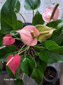 Anthurium pink. 