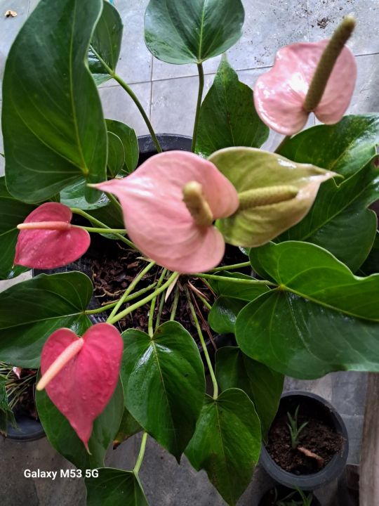 Anthurium%20pink%20-%20Image%203