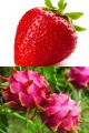Red Strawberry seed 15 pcs & Red Dragon seed 15 pcs. (Repack & Gift- 4 items.). 