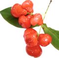 Deshiya Rathu jambu plant Sri Lankan red rose apple plant. 