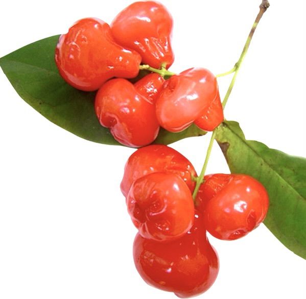 Deshiya%20Rathu%20jambu%20plant%20Sri%20Lankan%20red%20rose%20apple%20plant%20-%20Image%203
