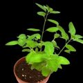 Tulsi Plant Live. 