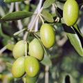 Olive Hybrid Live Plant. 