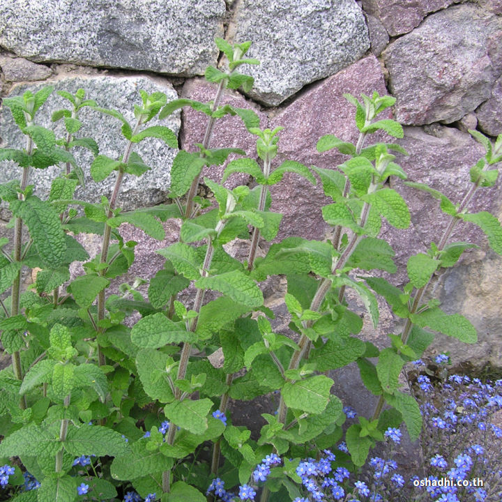 Oshadhi%20mint%20essential%20oil%2010ml%20-%20Image%202