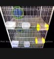 All Types of Many Floor Pigeon Cage – Made with 13 No. Wire & Complete Accessories (Tray, Water & Food Containers, Breeding Cloth) | Size 24×18×13 Wholesale & Retail in Bangladesh. 
