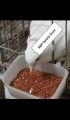 Grit Mixed for pigeon-1 kg. 