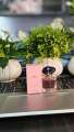 Luxurious Brand unisex Perfume Long Lasting Fragrance Sweet Floral And Fruity Scent Body Spray (7.5 ml).
