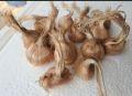 Original Germinated Saffron Bulb seeds pack of 3 saffron bulb. 