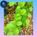 Sidr Leaves Pure Organic 100 Gm  | Bairi Leaves | Bairi K Pattay. 