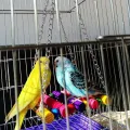 1pc Colorful Hanging Hammock Swing Toys for Pet Birds Perfect for Parrots Parakeets Budgies and Cockatiels. 