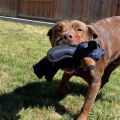 Dog Teething Training  Mighty Bear Pet Toys Durable Tough Heavy Duty Chewer Dog Toy Gifts for Puppy Dog Toys. 