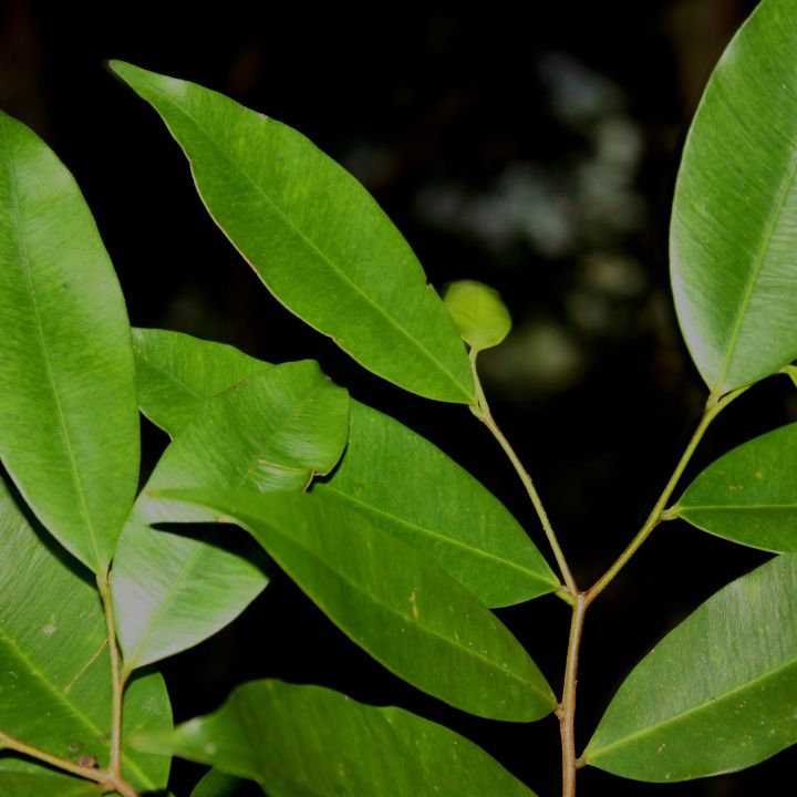 Walla%20patta%20plant%20gyrinops%20walla%20agar%20wood%20plant%20-%20Image%202