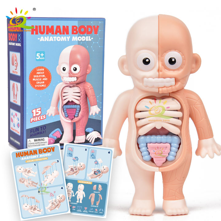 HUIQIBAO Kid Montessori 3D Puzzle Human Body Anatomy Model Educational ...