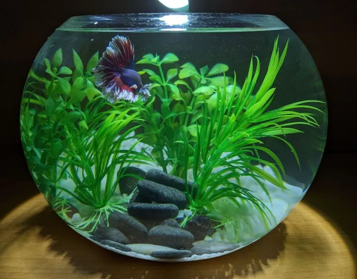 Fish Bowl 8 inch big size aquarium Bowl with stone and plant Daraz.lk