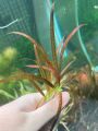 Leopard vallisneria Plant for aquarium, Planted Tank, Aquascaping. 