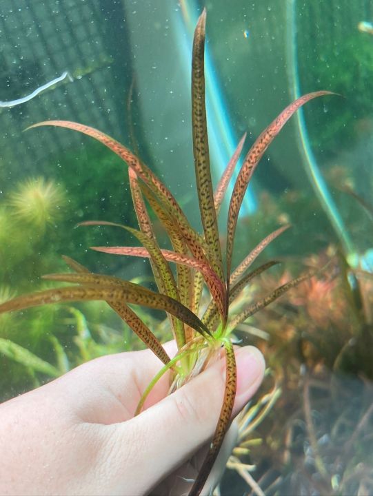 Leopard vallisneria Plant for aquarium, Planted Tank, Aquascaping