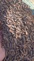 High Quality Chilgoza / Pine Nuts / Gilgit Specail Shogat 1 kg (1000g). 