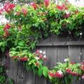 Rangoon Creeper / Jhumka Bail / Sehra Bail Live Plant. 