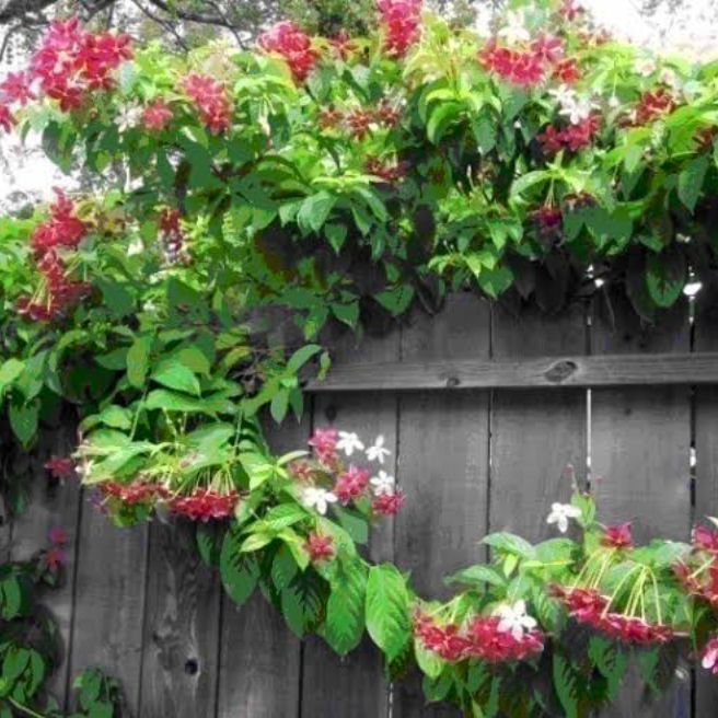 Rangoon Creeper / Jhumka Bail / Sehra Bail Live Plant
