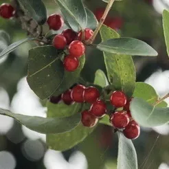 Weera%20seeded%20plant%20veerai%20Drypetes%20sepiaria%20plant%20-%20Image%203