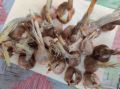 Original Germinated Saffron Bulb seeds pack of 3 saffron bulb. 