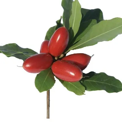 Miracle%20berry%20plant%20-%20Image%204