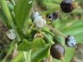 Tasbeeh dana (Job's Tear) Plant Seeds - 10 seeds. 