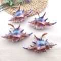 High Quality Plastic Wave Crab Claw Clips conch ocean design Shark Hair Clips Geometry High Ponytail Barrette Hairpin.