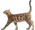 LA MITO CAT FOOD 1Kg. 