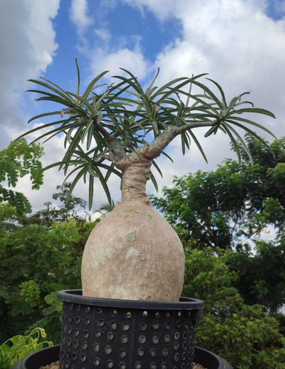 Nova%20Tanzania%20Pure%20Habitate%20mother%20plant%20-%20Image%203