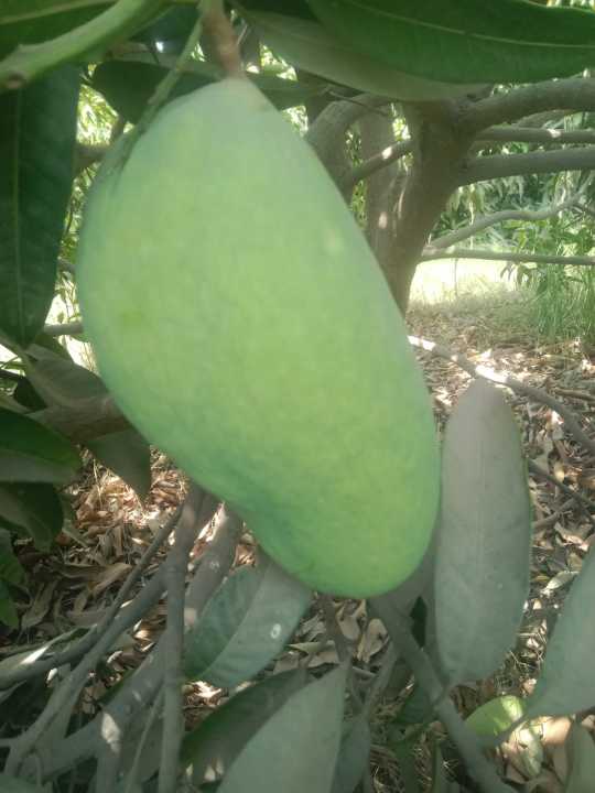 Sindhri Mango 🥭 Export Quality