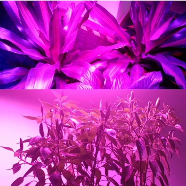 LED%20COB%20Grow%20Chip%20Full%20Spectrum%20LED%20Grow%20Light%20Lamp%20100W%2070W%2050W%20Welding%20Free%20Phyto%20Lamp%20For%20Plants%20Indoor%20Grow%20Tent%20F5454%20Chip%20-%20Image%206