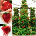 Thai Mixed Strawberry Seeds Combo Strawberry Seeds -30pcs.