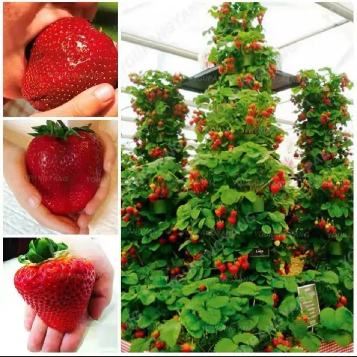 Thai%20Mixed%20Strawberry%20Seeds%20Combo%20Strawberry%20Seeds%20-30pcs%20-%20Image%203