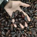 Rubai Dates Fine Quality choclaty Khajoor / 800 gram   (Al Barqah). 
